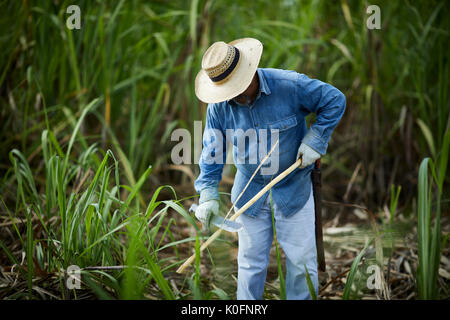 Le cubain, Cuba, Cardenas, canne à sucre en plein air dans l'herbe le musée plantation agricole Banque D'Images