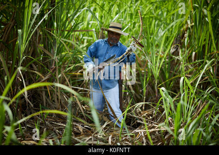 Le cubain, Cuba, Cardenas, canne à sucre en plein air dans l'herbe le musée plantation agricole Banque D'Images