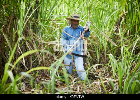 Le cubain, Cuba, Cardenas, canne à sucre en plein air dans l'herbe le musée plantation agricole Banque D'Images