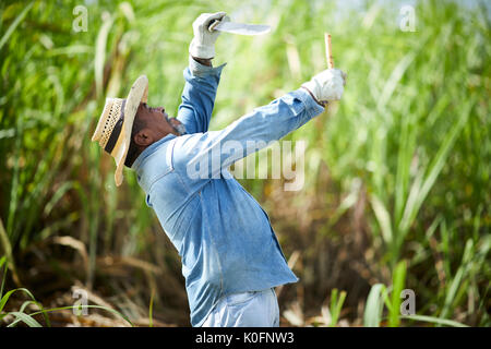 Le cubain, Cuba, Cardenas, canne à sucre en plein air dans l'herbe le musée plantation agricole Banque D'Images