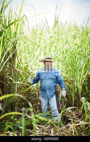 Le cubain, Cuba, Cardenas, canne à sucre en plein air dans l'herbe le musée plantation agricole Banque D'Images