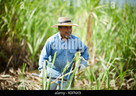 Le cubain, Cuba, Cardenas, canne à sucre en plein air dans l'herbe le musée plantation agricole Banque D'Images