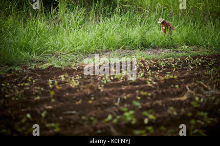 Le cubain, Cuba, Cardenas, canne à sucre en plein air dans l'herbe le musée plantation agricole Banque D'Images