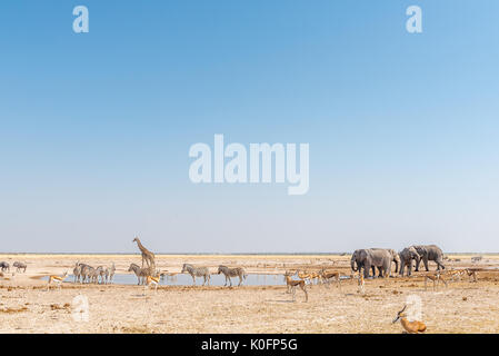 Éléphants, girafes, zèbres de Burchell, springbok et le gnou bleu à un étang dans le Nord de la Namibie Banque D'Images