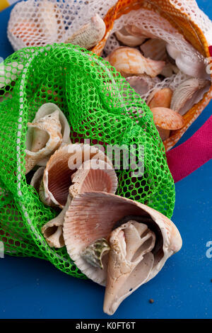 Coquillages ramassés dans l'île de Sanibel, en Floride Banque D'Images