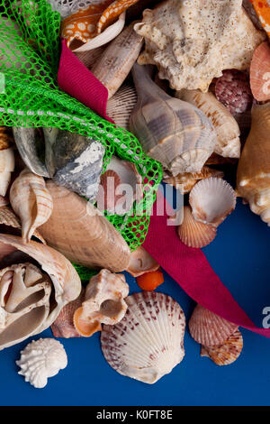 Coquillages ramassés dans l'île de Sanibel, en Floride Banque D'Images