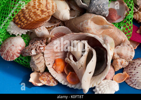 Coquillages ramassés dans l'île de Sanibel, en Floride Banque D'Images