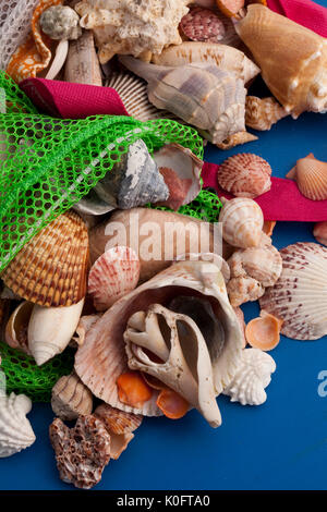 Coquillages ramassés dans l'île de Sanibel, en Floride Banque D'Images