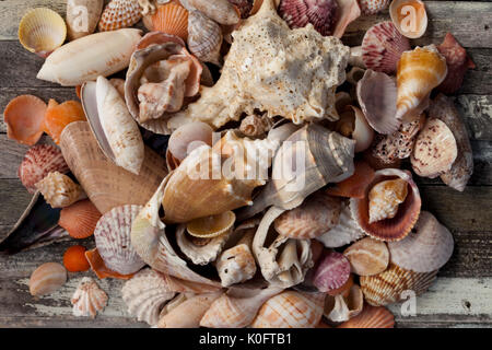 Coquillages ramassés dans l'île de Sanibel, en Floride Banque D'Images