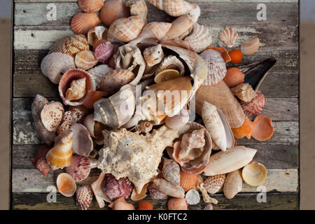 Coquillages ramassés dans l'île de Sanibel, en Floride Banque D'Images