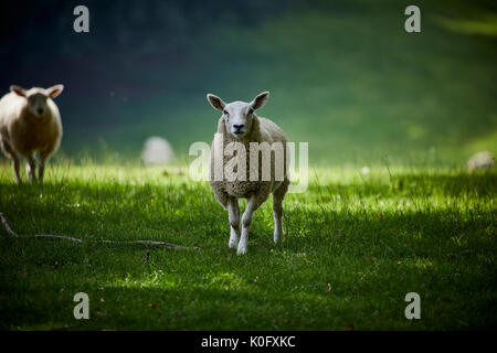 Alderley Park à Nether Alderley, Cheshire, un parc d'affaires moderne situé dans immobilier campagne et ex-usine d'AstraZeneca Banque D'Images