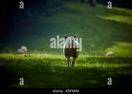 Alderley Park à Nether Alderley, Cheshire, un parc d'affaires moderne situé dans immobilier campagne et ex-usine d'AstraZeneca Banque D'Images