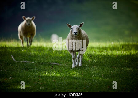 Alderley Park à Nether Alderley, Cheshire, un parc d'affaires moderne situé dans immobilier campagne et ex-usine d'AstraZeneca Banque D'Images