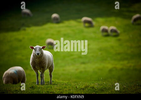 Alderley Park à Nether Alderley, Cheshire, un parc d'affaires moderne situé dans immobilier campagne et ex-usine d'AstraZeneca Banque D'Images