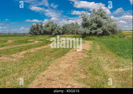 Paysage d'été avec du foin fauché sur une prairie à l'eau près de la ville de Dnipro, Ukraine Banque D'Images