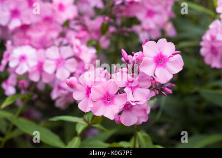 Phlox paniculata fleurs dans le jardin. Banque D'Images