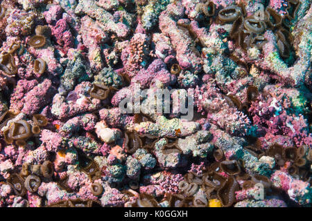 Rhodolite de rhodolithes bed underwater Queimada Grande Island, Rive sud-est du Brésil Banque D'Images