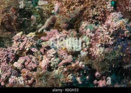 Rhodolite de rhodolithes bed underwater Queimada Grande Island, Rive sud-est du Brésil Banque D'Images