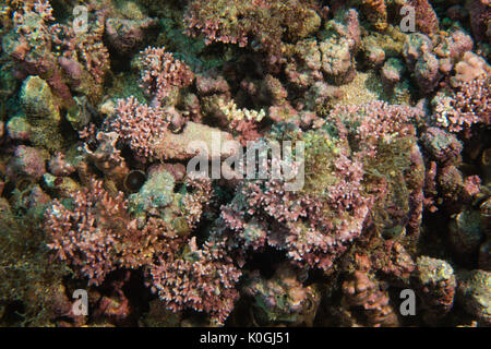 Rhodolite de rhodolithes bed underwater Queimada Grande Island, Rive sud-est du Brésil Banque D'Images