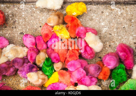 Poussins colorés artificiellement à la vente à l'oiseau et du marché des animaux à Denpasar, dans le Sud de Bali, Indonésie. Banque D'Images