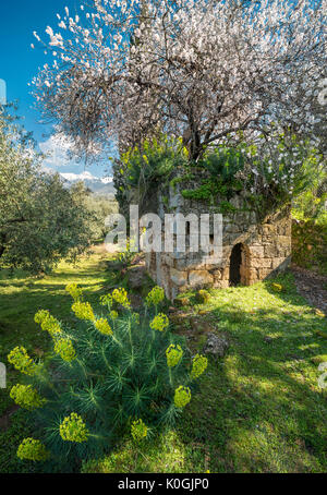 Printemps fleurs sauvages parmi les oliveraies de Kalamata dans le Mani extérieur, avec le Taygète montagne en arrière-plan, Mani de Messénie, le sud de l'Pelop Banque D'Images