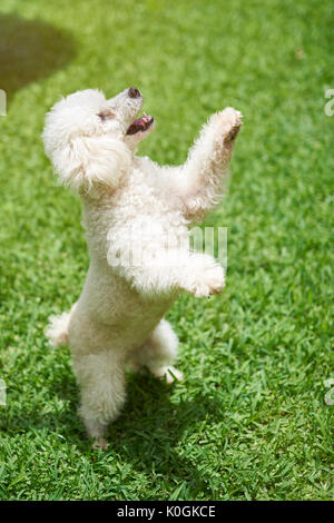 Caniche blanc debout sur patte arrière sur fond d'herbe verte Banque D'Images