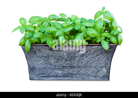 Plante en pot de basilic frais isolé sur fond blanc Banque D'Images