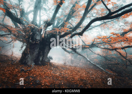 Spooky arbre dans le brouillard. Vieux arbre magique avec de grandes branches et feuilles d'oranger. Automne forêt mystique dans le brouillard. Forêt féerique. Amazing paysage coloré avec Banque D'Images