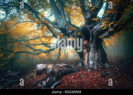 Conte de arbre dans le brouillard. Vieux arbre magique avec de grandes branches et feuilles d'oranger. Automne forêt mystique dans le brouillard. Forêt magique. Amazing paysage coloré wit Banque D'Images