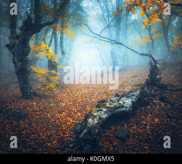 Forêt féerique dans le brouillard bleu. Automne forêt mystique avec le chemin dans le brouillard. Vieil arbre. Magnifique paysage avec arbres, log, le chemin, l'orange colorés feuilles. La nature b Banque D'Images