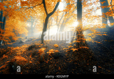 Vieille forêt magique avec les rayons du soleil le matin. Forêt étonnante dans le brouillard. Paysage coloré avec des forêts de brouillard, l'or du soleil, feuillage orange au lever du soleil Banque D'Images