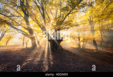 Vieil arbre magique avec les rayons du soleil le matin. Forêt étonnante dans le brouillard. Paysage coloré avec des forêts de brouillard, l'or du soleil, feuillage orange au lever du soleil. Banque D'Images