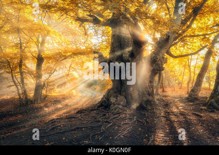 Vieil arbre magique avec les rayons du soleil le matin. Forêt étonnante dans le brouillard. Paysage coloré avec des forêts de brouillard, l'or du soleil, feuillage orange au lever du soleil. Banque D'Images