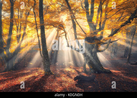 Vieille forêt magique avec les rayons du soleil le matin. Forêt étonnante dans le brouillard. Paysage coloré avec des forêts de brouillard, l'or du soleil, feuillage orange au lever du soleil Banque D'Images