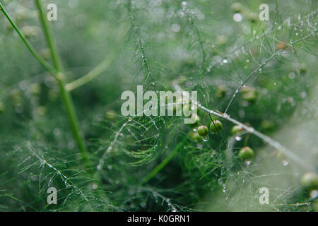 Branches d'asperges avec de l'eau fond gouttes après la pluie Banque D'Images