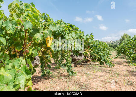 Contrôle biologique de Ceratitis capitata - la mouche méditerranéenne des fruits - à l'aide de phéromones dans le Grapevine en Espagne, Europe Banque D'Images