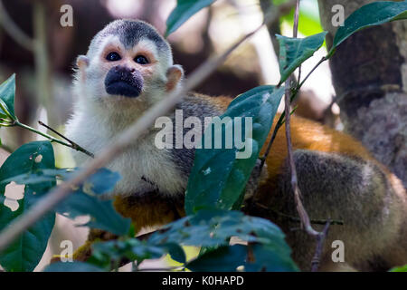 Singe écureuil dans une succursale au Costa Rica Banque D'Images