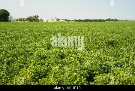 Les Haricots verts poussent tall en Amérique du midwest le panier à pain Banque D'Images