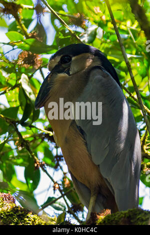 Boat-billed Heron dans Tortuguero Banque D'Images