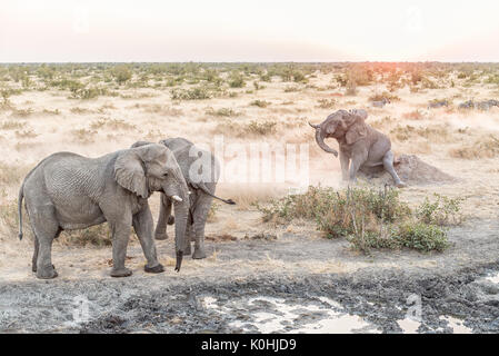 Un terrain boueux, de l'Eléphant d'Afrique Loxodonta africana, en se grattant les fesses sur une fourmilière au coucher du soleil à un étang dans le Nord de la Namibie Banque D'Images