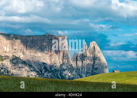 Alpe di Siusi / Seiser Alm, Dolomites, Tyrol du Sud, Italie. Sur l'Alpe di Siusi / Seiser Alm. Dans l'arrière-plan les sommets de Sciliar/Schlern Banque D'Images