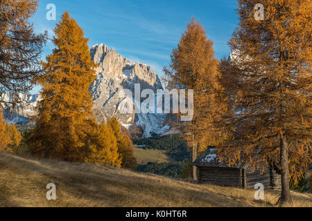 Alpe di Siusi / Seiser Alm, Dolomites, Tyrol du Sud, Italie. Couleurs d'automne sur l'Alpe di Siusi / Seiser Alm avec le Sassolungo Langkofel/à l'arrière-plan Banque D'Images
