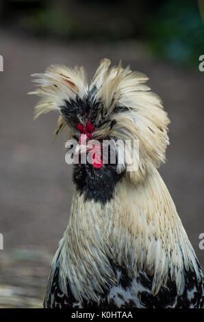 Head shot of a Polish Rooster Banque D'Images