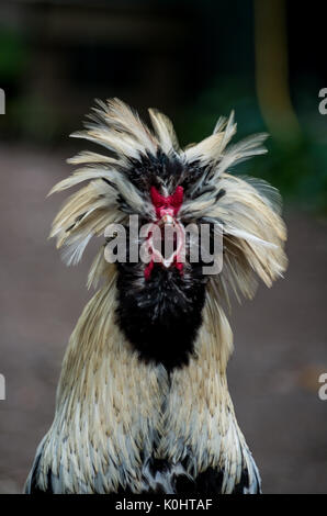 Head shot of a Polish Rooster Banque D'Images