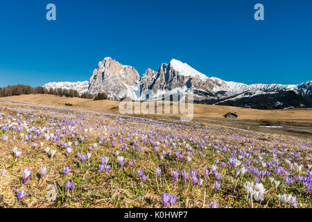 Alpe di Siusi / Seiser Alm, Dolomites, Tyrol du Sud, Italie. Crocus au printemps fleurissent sur l'Alpe di Siusi / Seiser Alm Banque D'Images