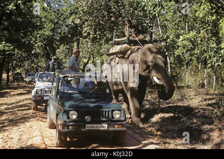 Sur safari dans Bandhavgarh National Park, Madhya Pradesh, Inde Banque D'Images