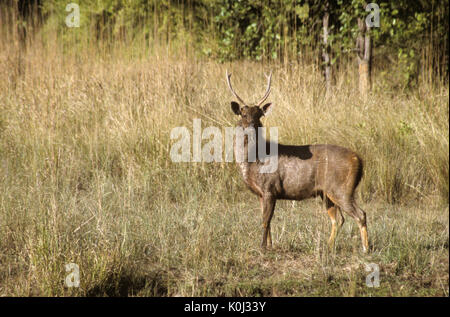 Sambar mâle, Bandhavgarh National Park, le Madhya Pradesh, Inde Banque D'Images