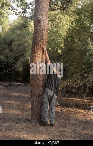 Guide montrant la hauteur des marques de griffes tigre du Bengale sur tronc d'arbre, Bandhavgarh National Park, le Madhya Pradesh, Inde Banque D'Images