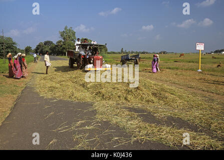 Les agriculteurs utilisant des véhicules de passage au battage du riz sur chaussée, Tamil Nadu, Inde Banque D'Images