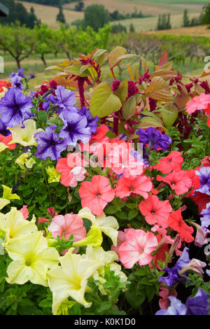 Fleurs, Perryhill ferme, Polk County, Oregon Banque D'Images